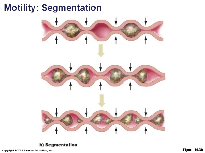 Motility: Segmentation Copyright © 2009 Pearson Education, Inc. Figure 14. 3 b 