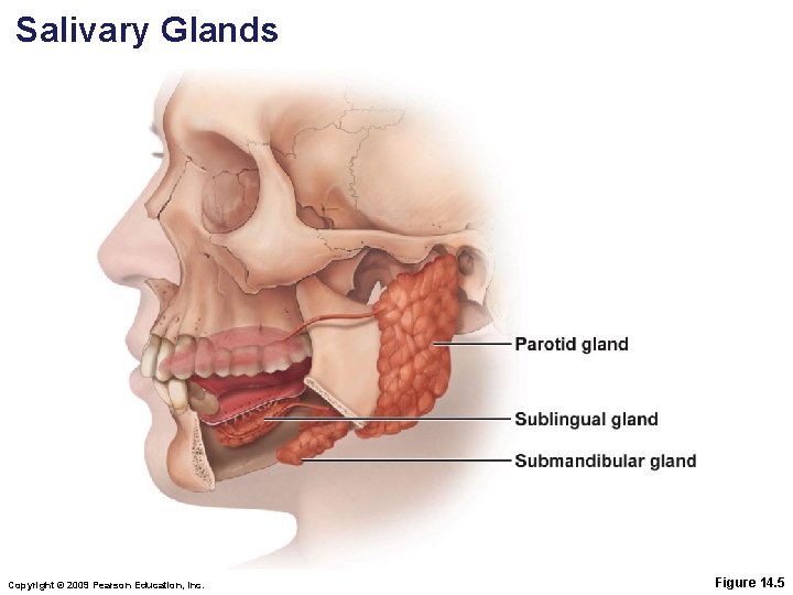 Salivary Glands Copyright © 2009 Pearson Education, Inc. Figure 14. 5 