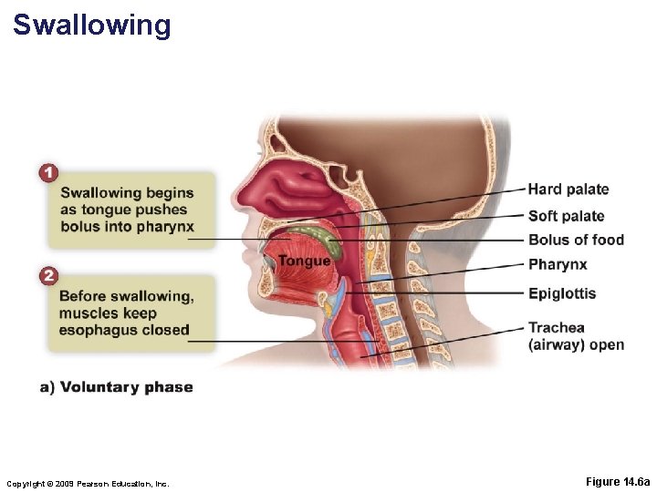 Swallowing Copyright © 2009 Pearson Education, Inc. Figure 14. 6 a 