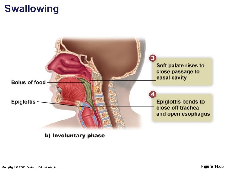 Swallowing Copyright © 2009 Pearson Education, Inc. Figure 14. 6 b 