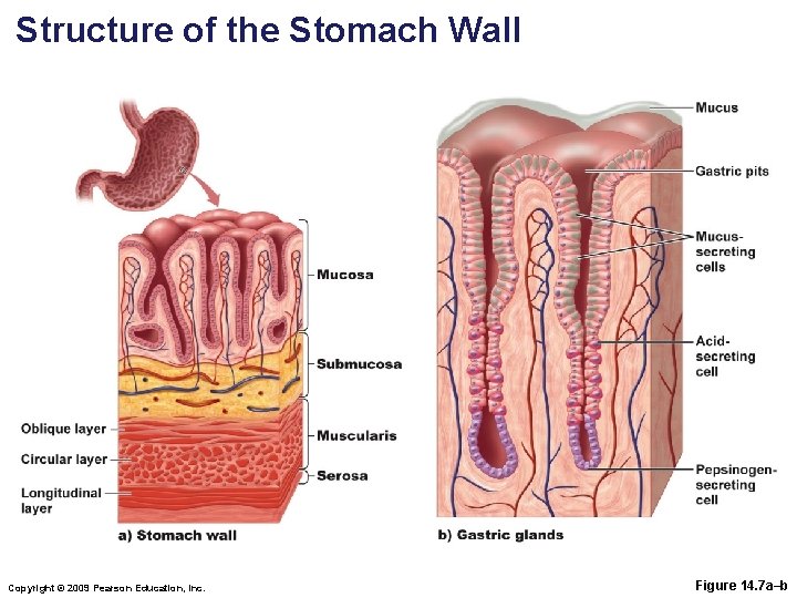 Structure of the Stomach Wall Copyright © 2009 Pearson Education, Inc. Figure 14. 7