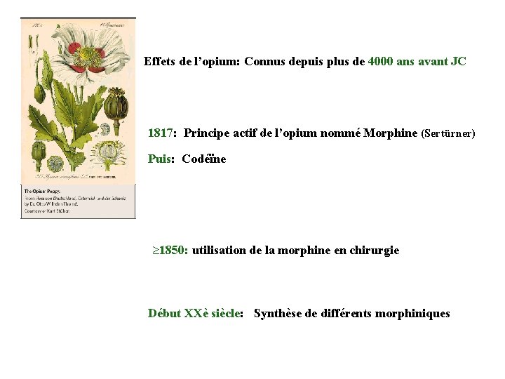 Effets de l’opium: Connus depuis plus de 4000 ans avant JC 1817: Principe actif