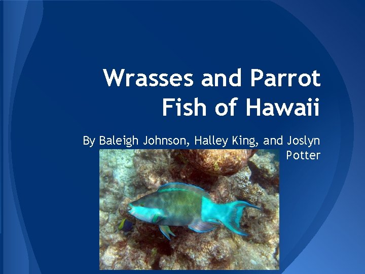 Wrasses and Parrot Fish of Hawaii By Baleigh Johnson, Halley King, and Joslyn Potter