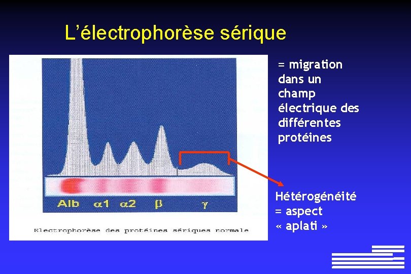 L’électrophorèse sérique = migration dans un champ électrique des différentes protéines Hétérogénéité = aspect