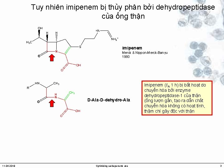 Tuy nhiên imipenem bị thủy phân bởi dehydropeptidase của ống thận imipenem Merck &