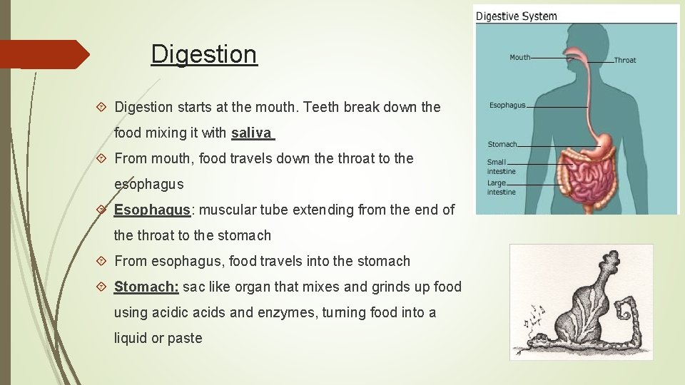Digestion starts at the mouth. Teeth break down the food mixing it with saliva