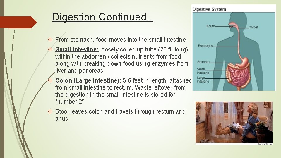 Digestion Continued. . From stomach, food moves into the small intestine Small Intestine: loosely