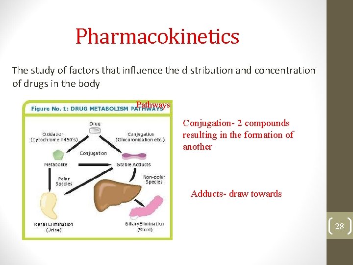 Pharmacokinetics The study of factors that influence the distribution and concentration of drugs in