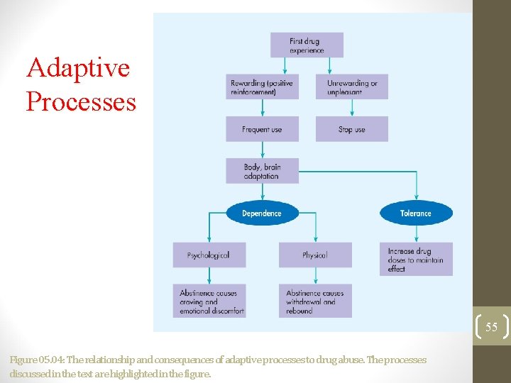 Adaptive Processes 55 Figure 05. 04: The relationship and consequences of adaptive processes to