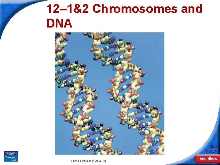 12– 1&2 Chromosomes and DNA 12 -2 Chromosomes and DNA Replication Slide 1 of