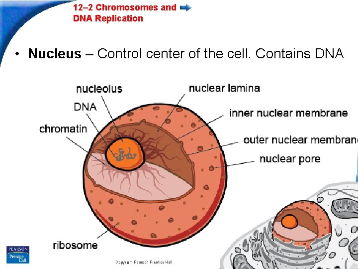 12– 2 Chromosomes and DNA Replication • Nucleus – Control center of the cell.