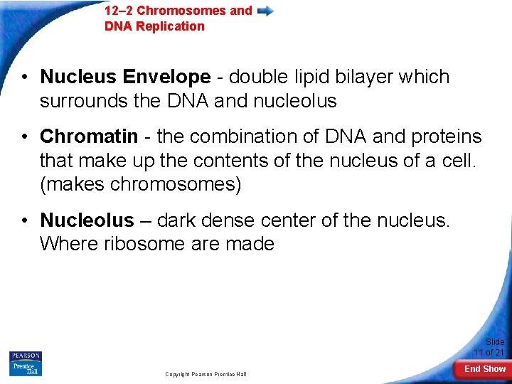 12– 2 Chromosomes and DNA Replication • Nucleus Envelope - double lipid bilayer which