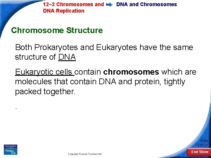 12– 2 Chromosomes and DNA Replication DNA and Chromosomes Chromosome Structure Both Prokaryotes and