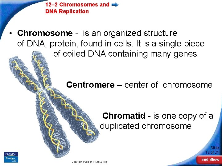 12– 2 Chromosomes and DNA Replication • Chromosome - is an organized structure of