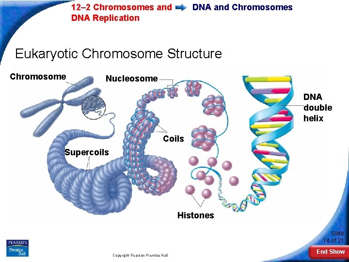 12– 2 Chromosomes and DNA Replication DNA and Chromosomes Eukaryotic Chromosome Structure Chromosome Nucleosome