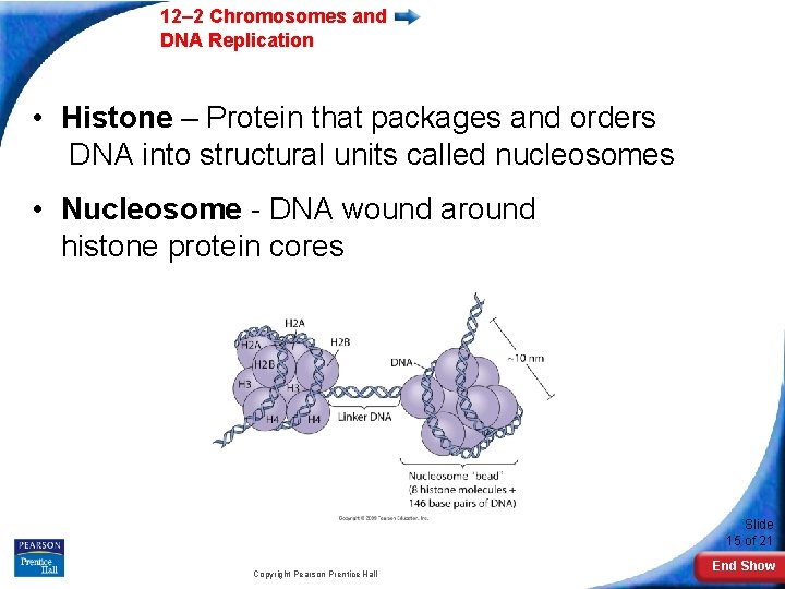 12– 2 Chromosomes and DNA Replication • Histone – Protein that packages and orders