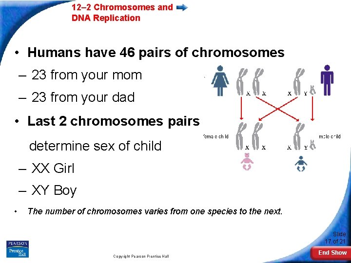12– 2 Chromosomes and DNA Replication • Humans have 46 pairs of chromosomes –