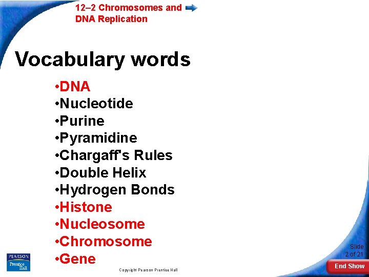 12– 2 Chromosomes and DNA Replication Vocabulary words • DNA • Nucleotide • Purine