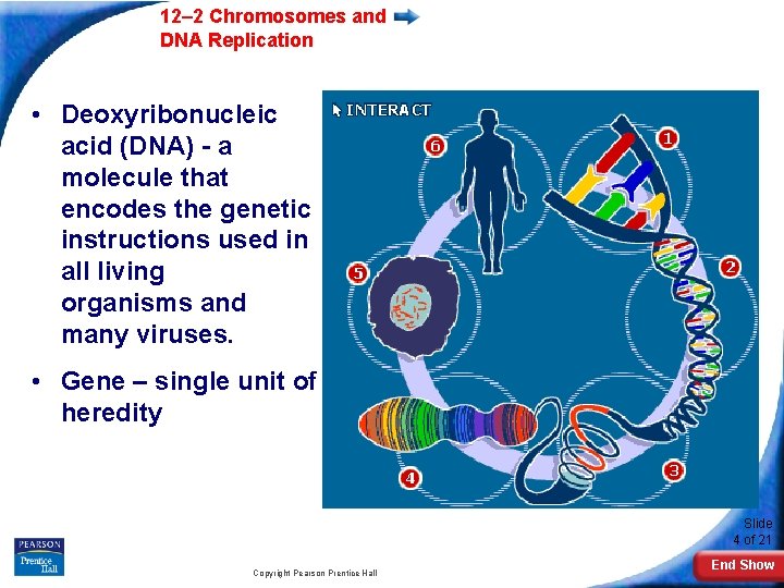 12– 2 Chromosomes and DNA Replication • Deoxyribonucleic acid (DNA) - a molecule that
