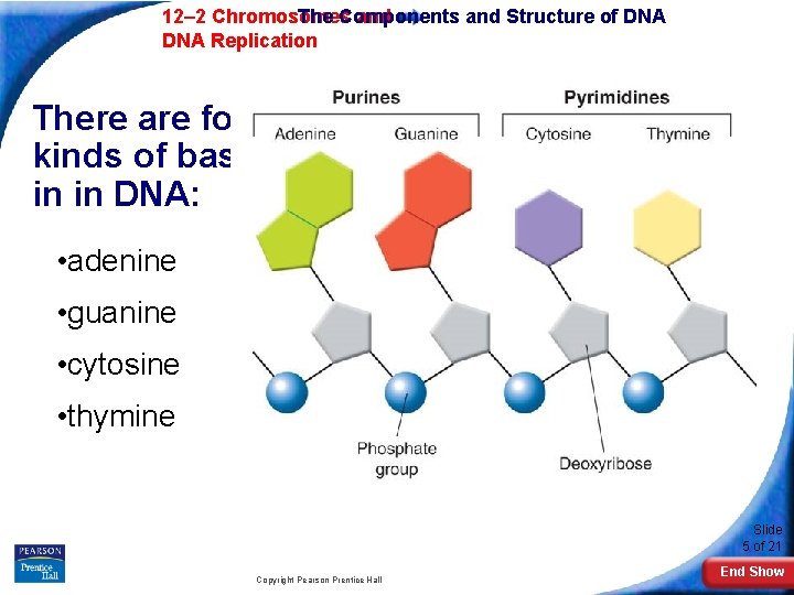 12– 2 Chromosomes The Components and Structure of DNA Replication There are four kinds