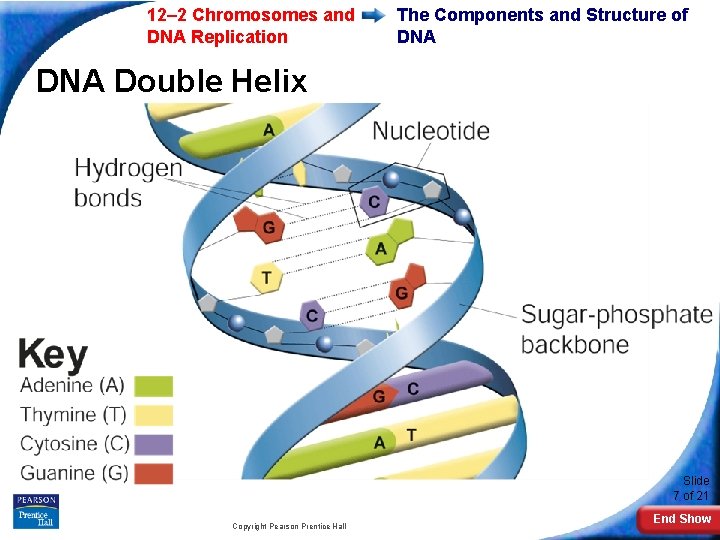 12– 2 Chromosomes and DNA Replication The Components and Structure of DNA Double Helix