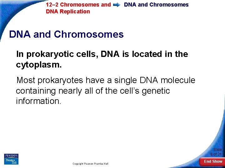 12– 2 Chromosomes and DNA Replication DNA and Chromosomes In prokaryotic cells, DNA is