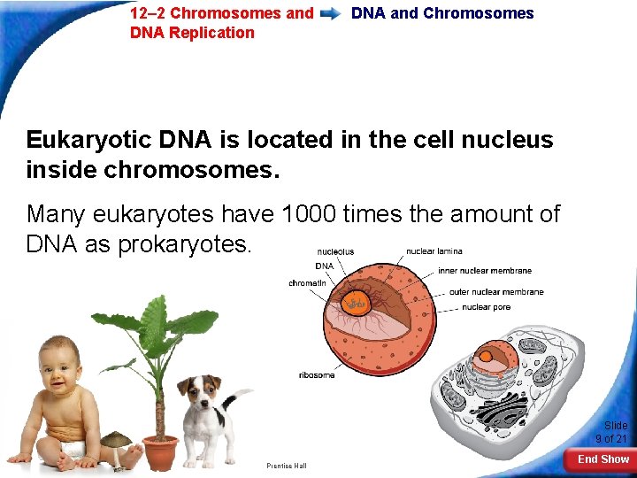 12– 2 Chromosomes and DNA Replication DNA and Chromosomes Eukaryotic DNA is located in