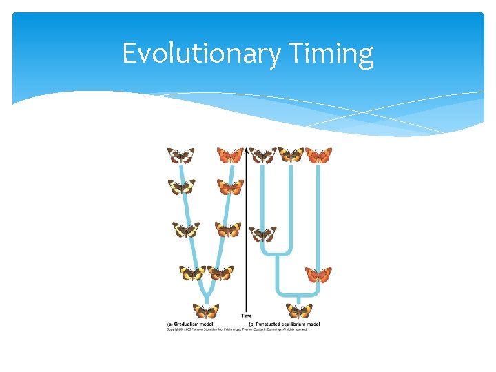 The Origin of Species Speciation The formation of