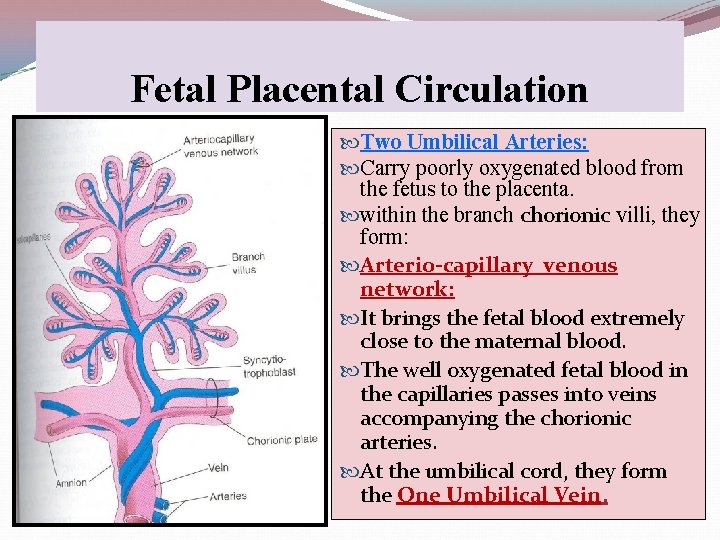 Fetal Placental Circulation Two Umbilical Arteries: Carry poorly oxygenated blood from the fetus to