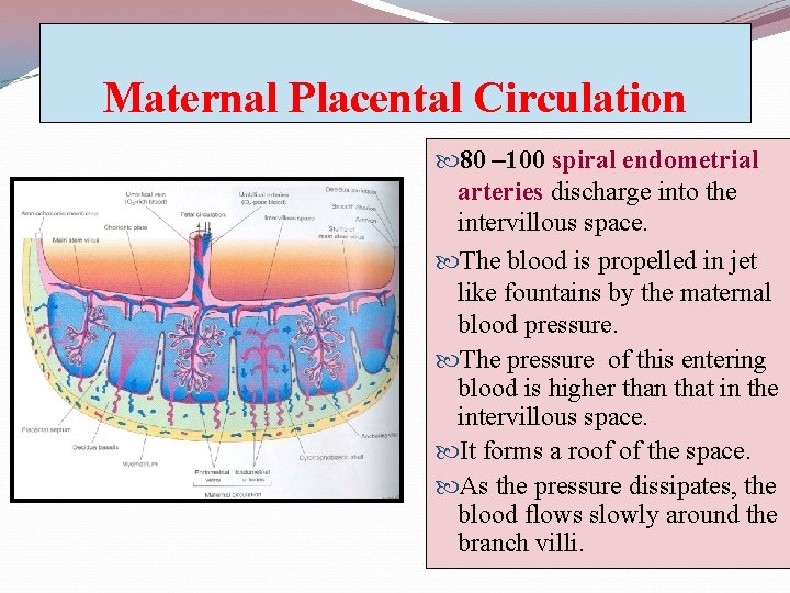 Maternal Placental Circulation 80 – 100 spiral endometrial arteries discharge into the intervillous space.