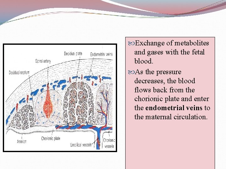  Exchange of metabolites and gases with the fetal blood. As the pressure decreases,