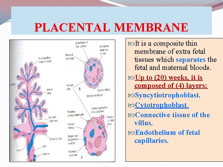 PLACENTAL MEMBRANE It is a composite thin membrane of extra fetal tissues which separates