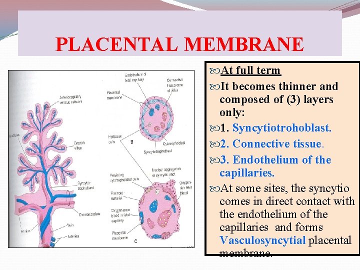 PLACENTAL MEMBRANE At full term It becomes thinner and composed of (3) layers only: