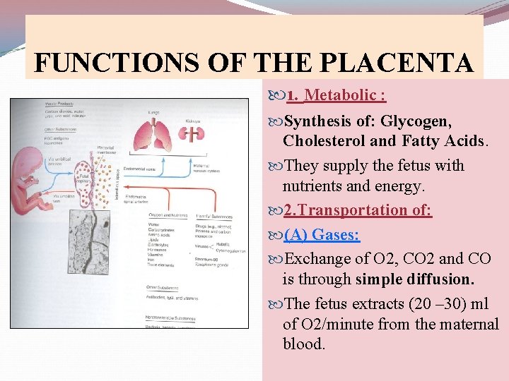 FUNCTIONS OF THE PLACENTA 1. Metabolic : Synthesis of: Glycogen, Cholesterol and Fatty Acids.