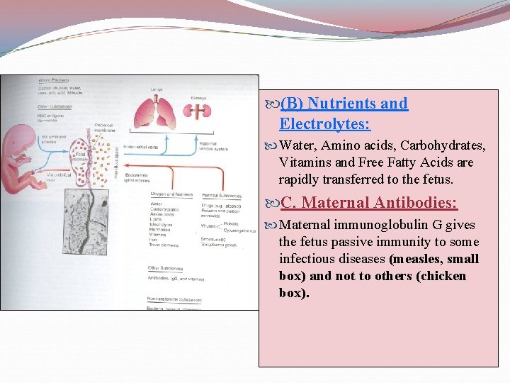  (B) Nutrients and Electrolytes: Water, Amino acids, Carbohydrates, Vitamins and Free Fatty Acids