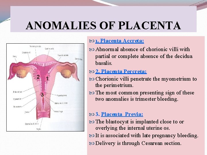 ANOMALIES OF PLACENTA 1. Placenta Accreta: 2 1 3 Abnormal absence of chorionic villi