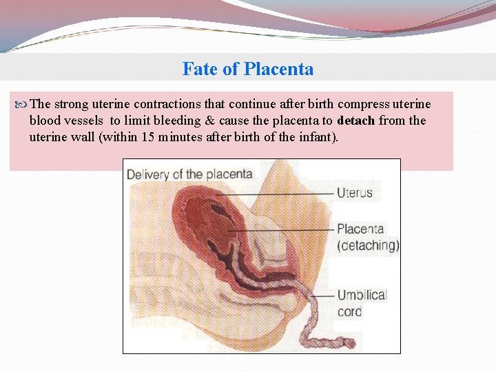 Fate of Placenta The strong uterine contractions that continue after birth compress uterine blood