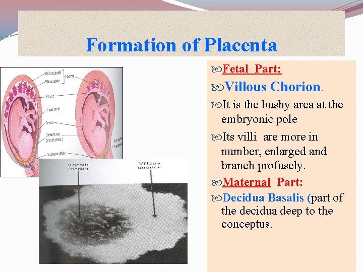 Formation of Placenta Fetal Part: Villous Chorion. It is the bushy area at the