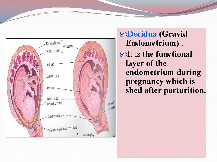  Decidua (Gravid Endometrium) : It is the functional layer of the endometrium during