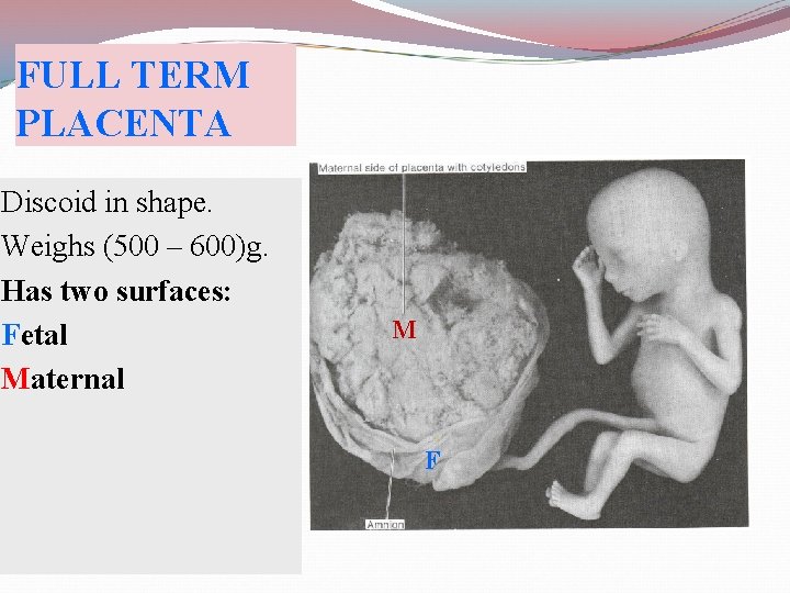 FULL TERM PLACENTA Discoid in shape. Weighs (500 – 600)g. Has two surfaces: Fetal