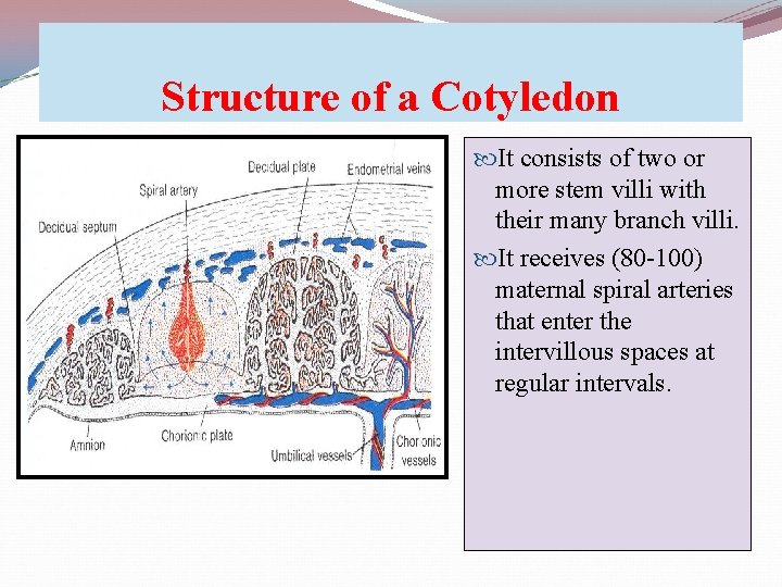 Structure of a Cotyledon It consists of two or more stem villi with their
