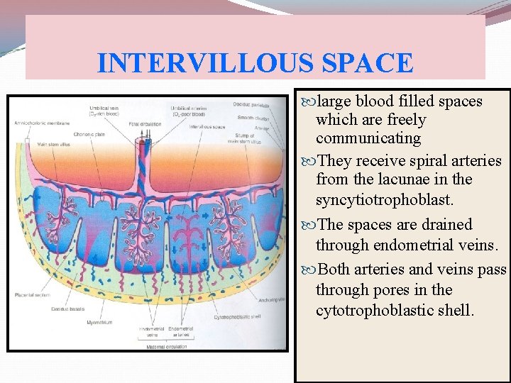 INTERVILLOUS SPACE large blood filled spaces which are freely communicating They receive spiral arteries