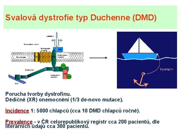 Svalová dystrofie typ Duchenne (DMD) Porucha tvorby dystrofinu. Dědičné (XR) onemocnění (1/3 de-novo mutace).