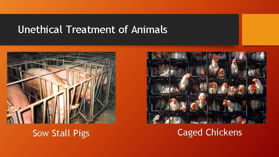 Unethical Treatment of Animals Sow Stall Pigs Caged Chickens 