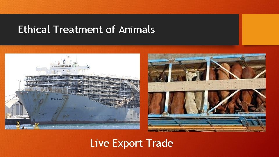 Ethical Treatment of Animals Live Export Trade 