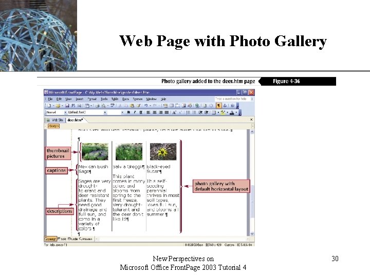 Web Page with Photo Gallery New Perspectives on Microsoft Office Front. Page 2003 Tutorial