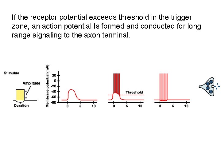 If the receptor potential exceeds threshold in the trigger zone, an action potential Is