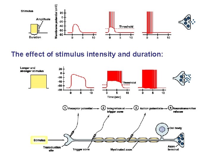 The effect of stimulus intensity and duration: 