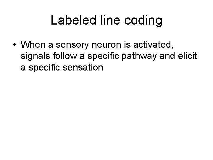 Labeled line coding • When a sensory neuron is activated, signals follow a specific