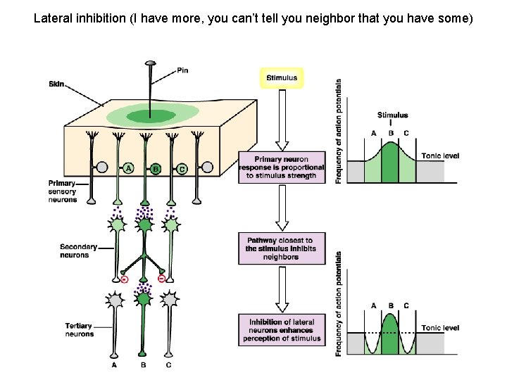 Lateral inhibition (I have more, you can’t tell you neighbor that you have some)